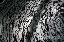 Foamy Abstract